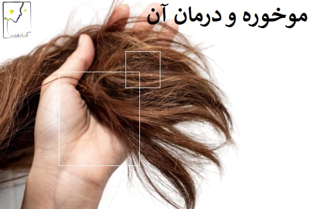 موخوره و درمان آن